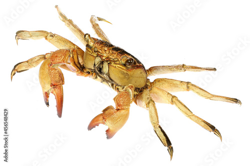 crab (Helice tridens) from Cebu, Philippines isolated on white background