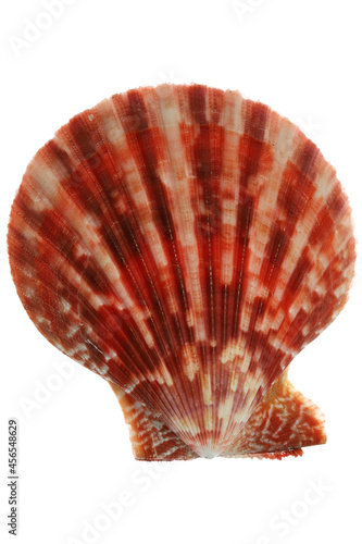 bivalve saltwater clam (Mimichlamys sanguinea) from Bantayan, Philippines isolated on white background