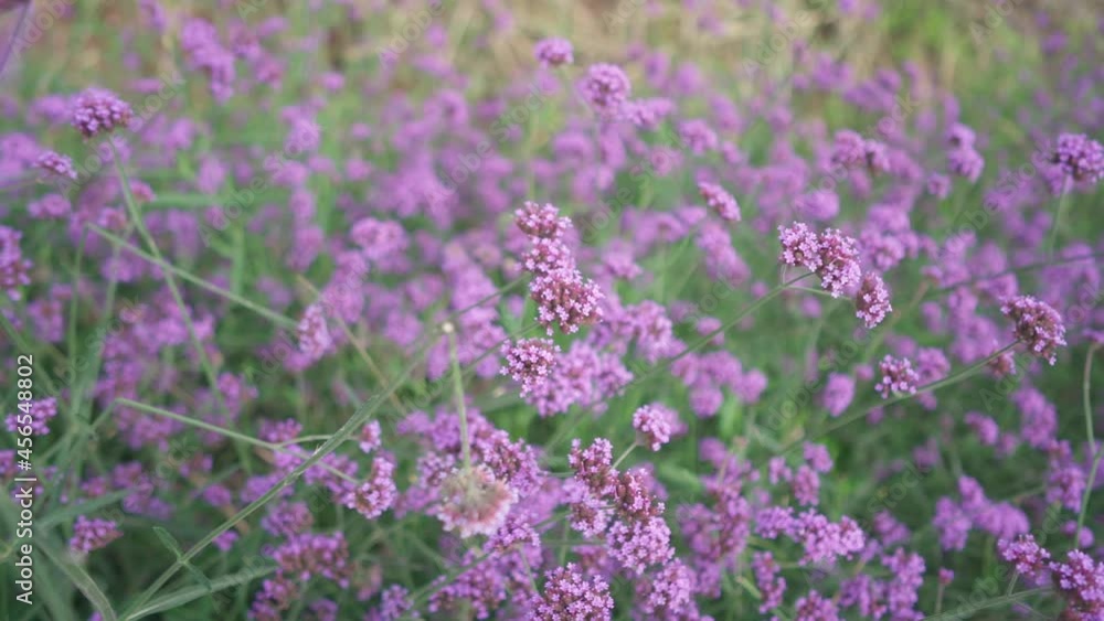 Purple wildflowers at viewpoint in strawberry field in Mon Jam the north of Thailand. Slow motion. Handheld shot Purple wildflowers at viewpoint in strawberry field in Mon Jam the north of Thailand. Slow motion. Handheld shot