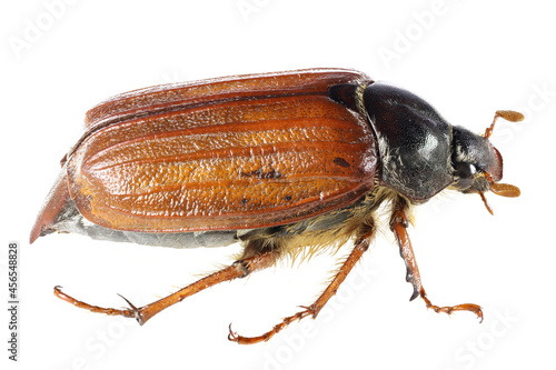 Foto common cockchafer (Melolontha melolontha) from Rheinberg, Germany isolated on wh