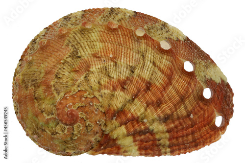 lovely abalone (Haliotis clathrata) from Palawan, Philippines isolated on white background