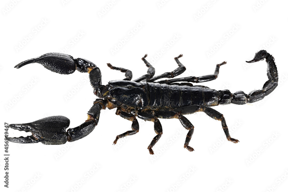 Asian blue forest scorpion (Heterometrus cyaneus) from Java, indonesia isolated on white background Asian blue forest scorpion (Heterometrus cyaneus) from Java, indonesia isolated on white background