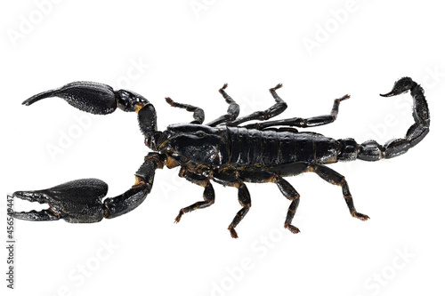 Asian blue forest scorpion (Heterometrus cyaneus) from Java, indonesia isolated on white background © Björn Wylezich