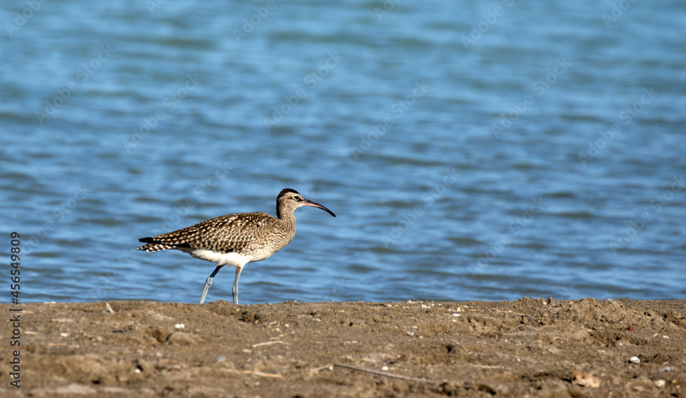 Eurasian curlew (Numenius arquata) Eurasian curlew (Numenius arquata)
