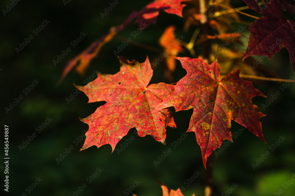 Close-up of red maple leaves on branch of tree. Blurry green background. Autumn nature. Close-up of red maple leaves on branch of tree. Blurry green background. Autumn nature.
