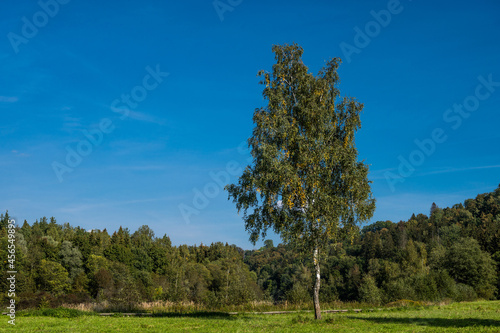 Scenic landscape of nature in september. Birch tree with green and yellow leaves. Forest and meadow. Beautiful nature.