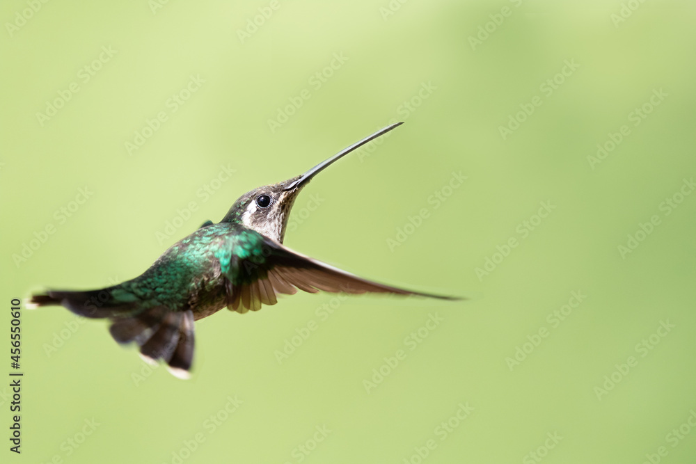 Fototapeta premium Selective focus of a flying hummingbird against a green blurry background