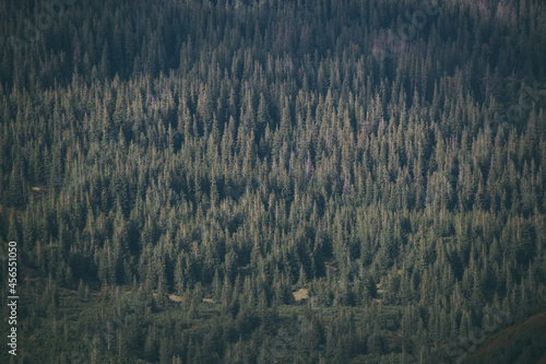 a coniferous forest grows on the mountain © Макс Босацький