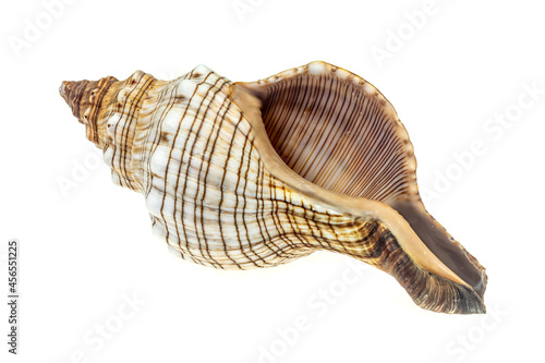 the shell of a sea snail on a white isolated background