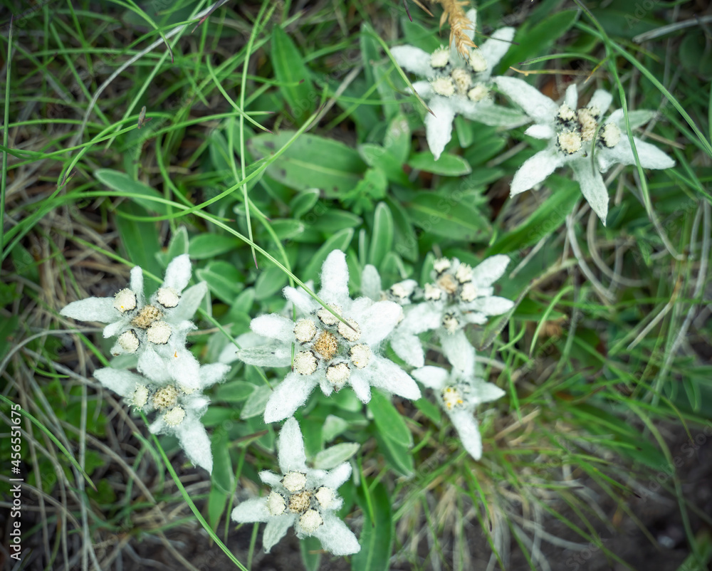 Many mountain alpine flowers Leontopodium alpinum (Edelweiss) in Bucegi Mountains, Romania. Rare protected mountain flowers on the field