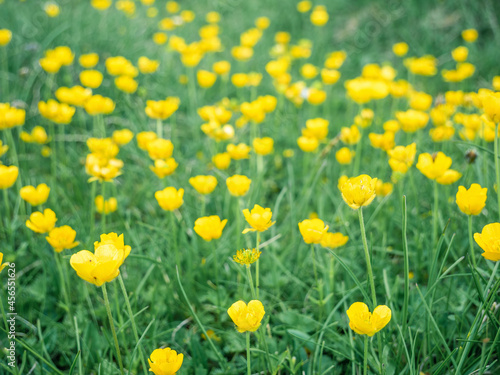 Ranunculus auricomus or montanus - Goldilocks buttercup small yellow flower field in Bucegi Mountains Romania.