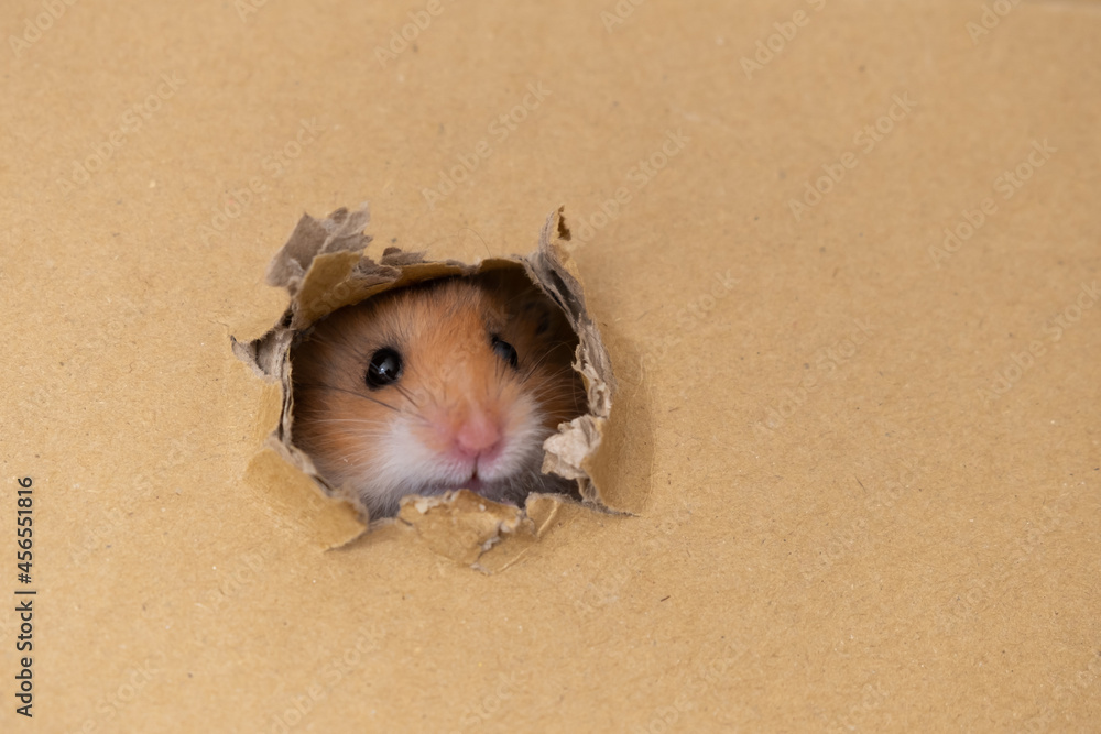 cute ginger hamster peeking out of a hole in a box