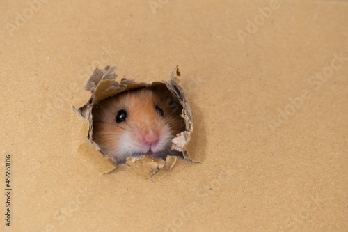Obraz na płótnie cute ginger hamster peeking out of a hole in a box w salonie