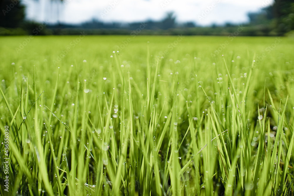 Obraz premium Rice field in the morning, Relaxing time.