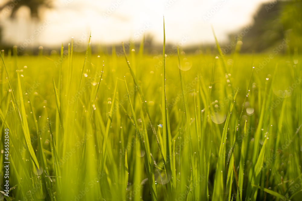 Rice field in the morning, Relaxing time. Rice field in the morning, Relaxing time.