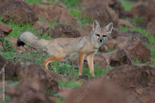 this is my wildlife images that shoot in bigwan pune © mrunesh