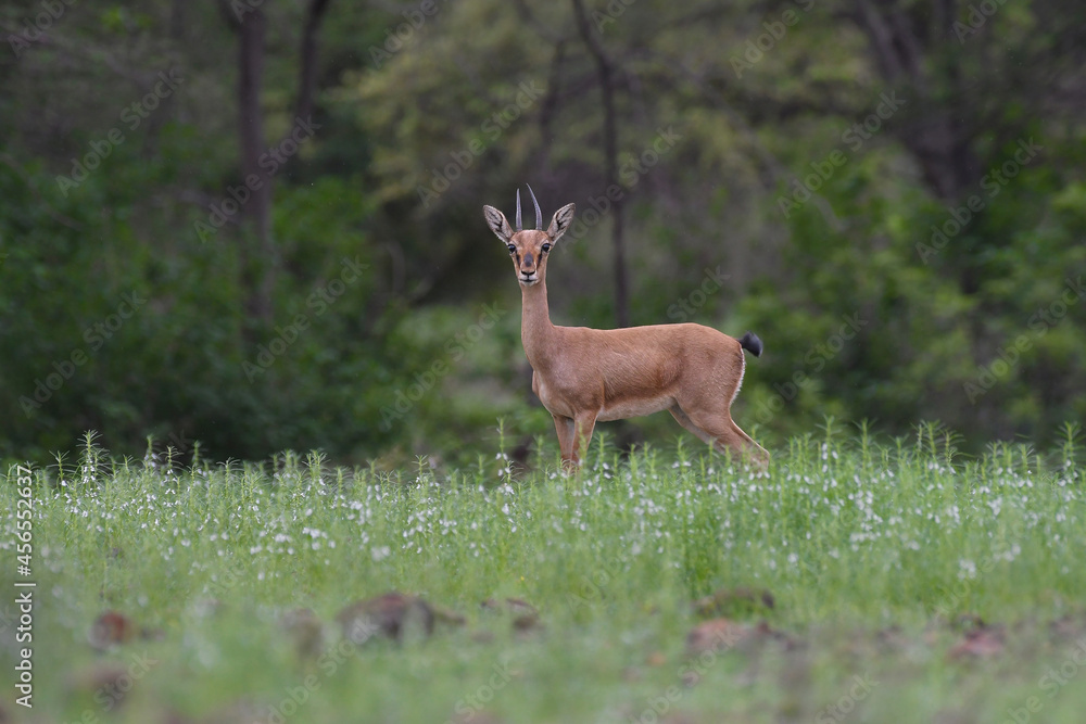 this is my wildlife images that shoot in bigwan pune this is my wildlife images that shoot in bigwan pune