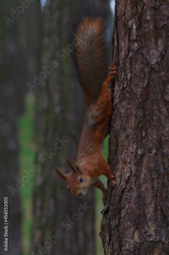A squirrel is sitting on a tree © Vitaliy Lischinskiy