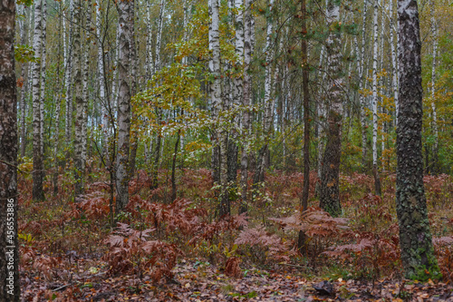 Autumn dry leaves on a tree © Vitaliy Lischinskiy