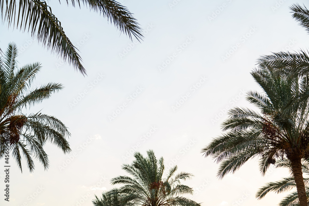 Date palm leaves around the edges of the frame against the blue sky
