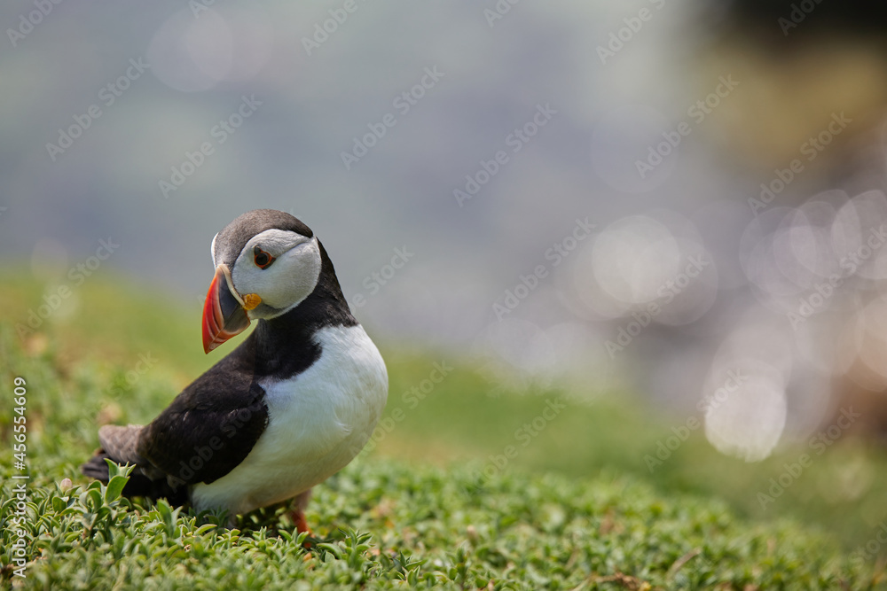 puffin standing on a rock cliff . fratercula arctica puffin standing on a rock cliff . fratercula arctica