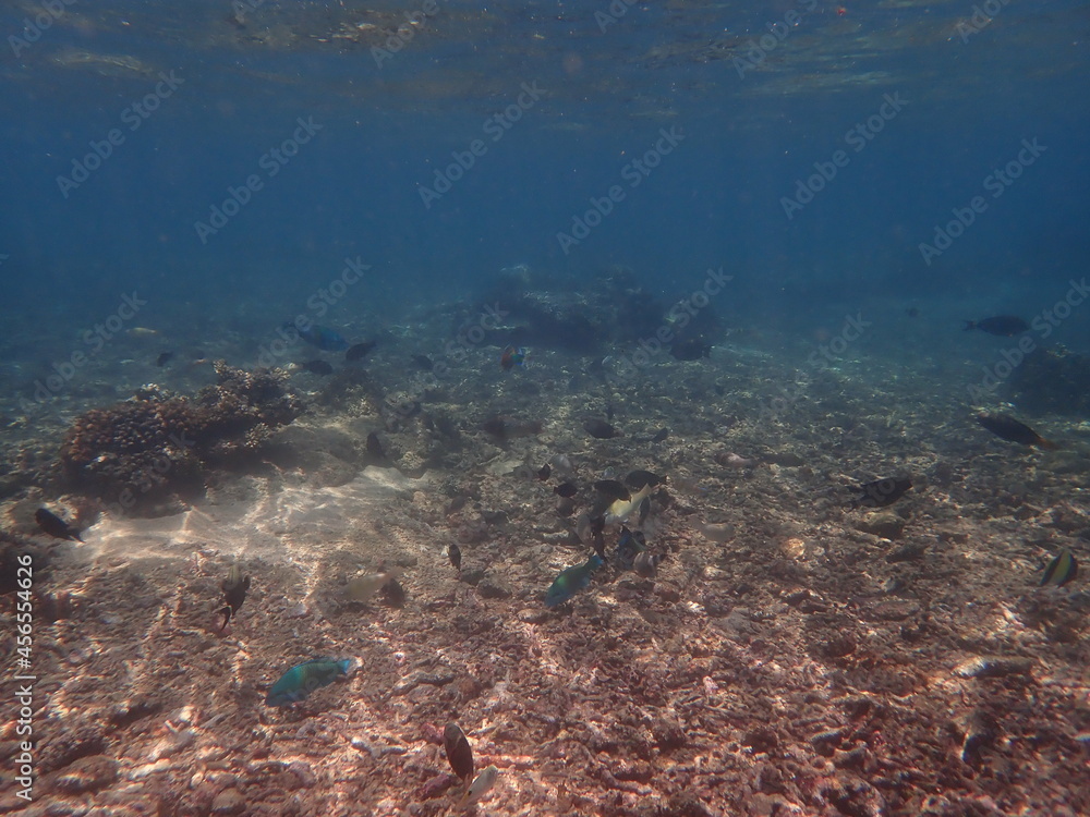 インドネシア　ロンボク島　スンギギの魚