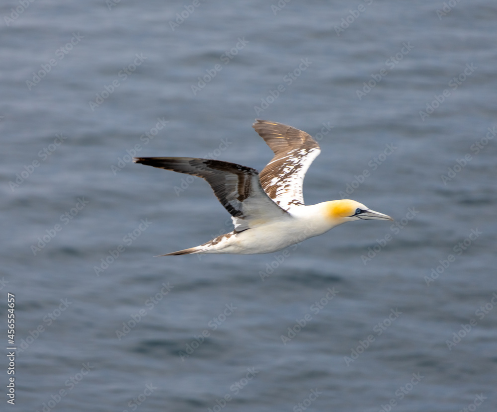 The beauty of a northern gannets (Morus bassanus) in flight over the waters of the North Sea between the Shetland and Faroe Islands. The beauty of a northern gannets (Morus bassanus) in flight over the waters of the North Sea between the Shetland and Faroe Islands.