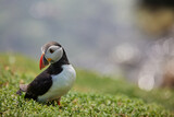 puffin standing on a rock cliff . fratercula arctica