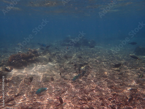 インドネシア　ロンボク島　スンギギの魚 © 旅祐