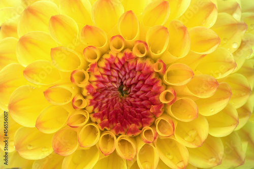 Closup of a yellow dahlia blossom with red center and some dew drops on the petals.