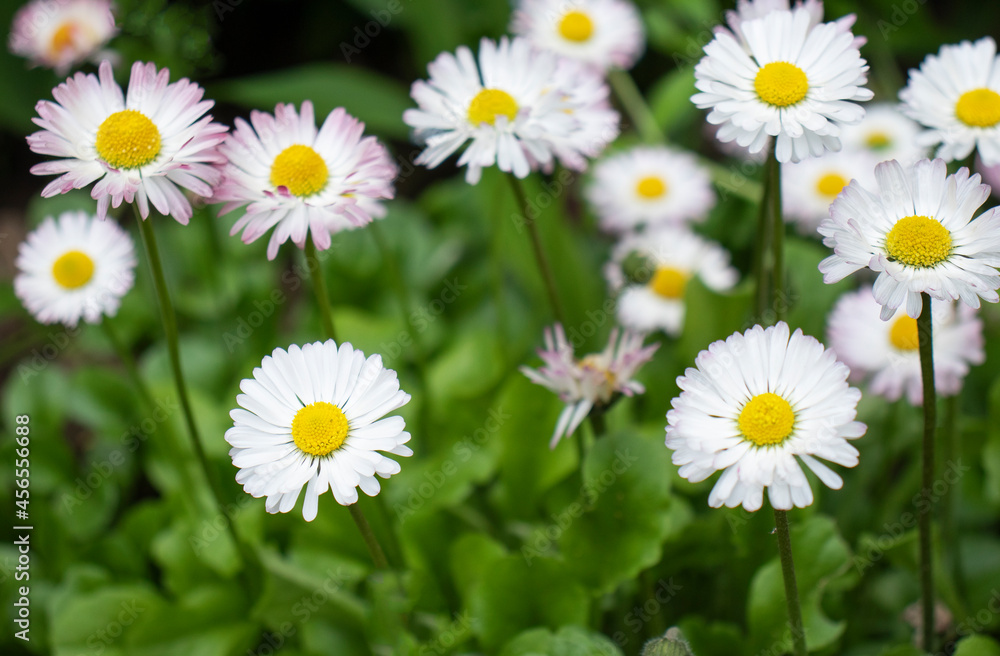 meadow with wild white flowers in summer meadow with wild white flowers in summer