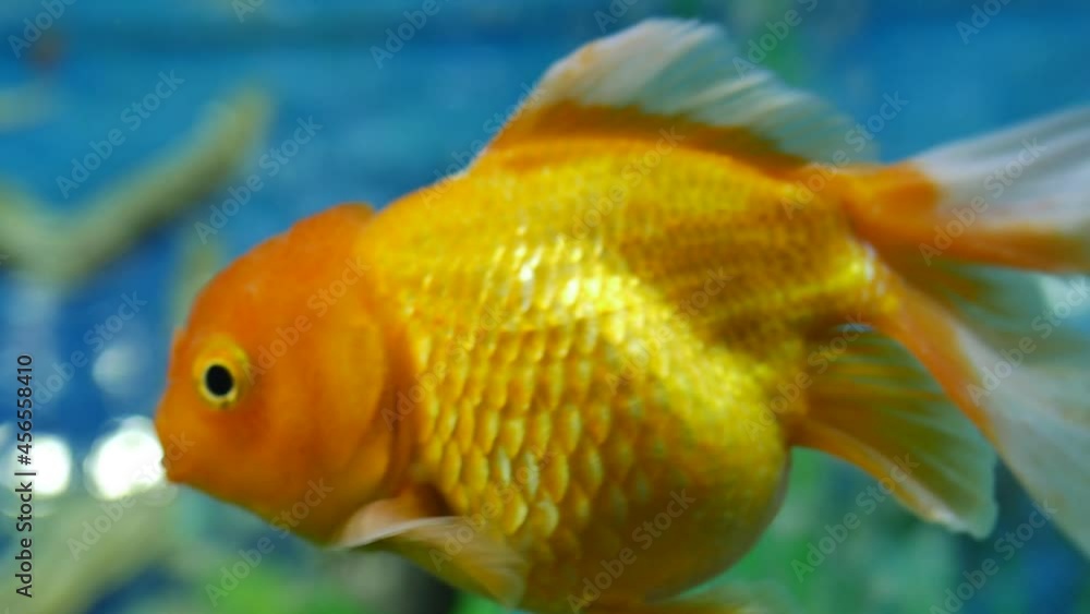 It looks very beautiful, very beautiful fish swim in very clear water. The fish swim like dancing. It looks very beautiful, very beautiful fish swim in very clear water. The fish swim like dancing.