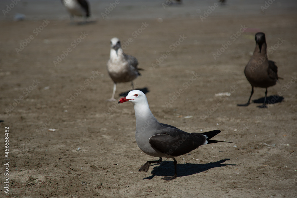 Maritime landscape sea birds in the bay of mazatlan puerto bello de mexic Maritime landscape sea birds in the bay of mazatlan puerto bello de mexic