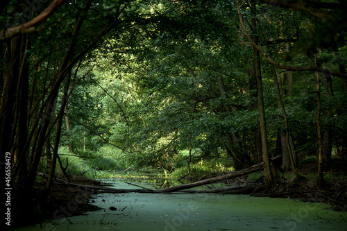 Potok płynący przez zielony las