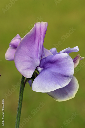 Purple sweet pea flowers in close up