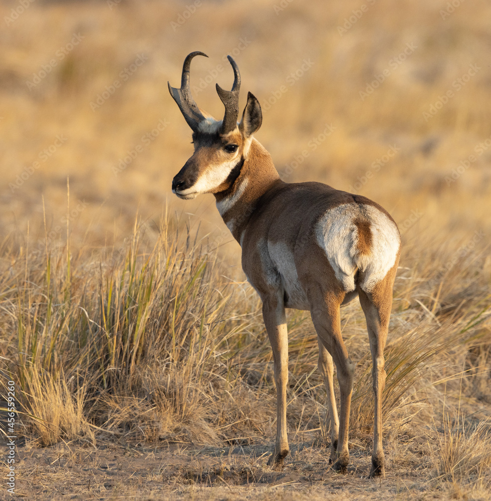 Pronghorn antelope wildlife