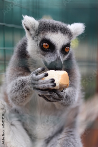 lemur on tree © Олеся Бучацька