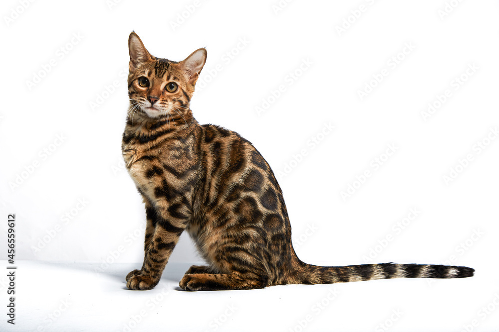 a bengal cat kitten on a white background a bengal cat kitten on a white background