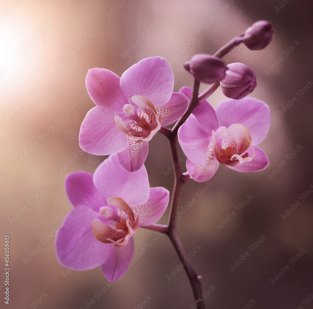 Storczyk różowy - Orchidea Storczyk różowy - Orchidea