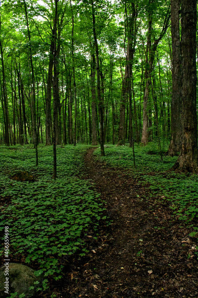 Fototapeta premium Baby Maple Trees in the forest