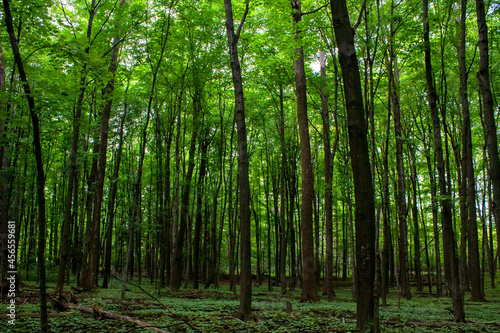 Baby Maple Trees in the Forest, Montreal, Canada