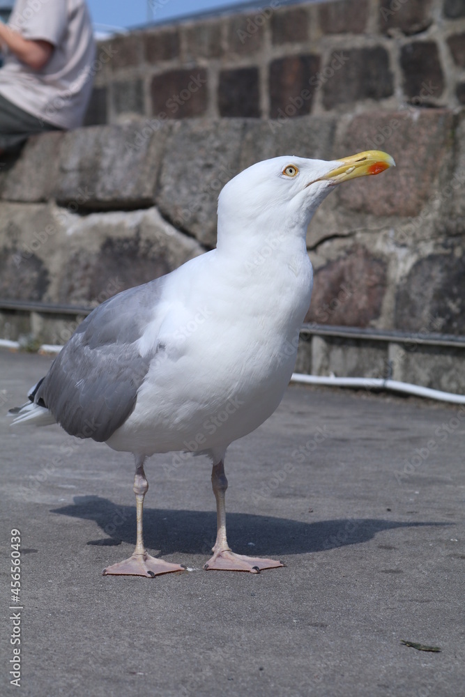 Möwe am Meer Möwe am Meer