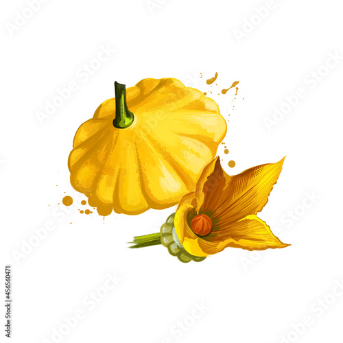 Pattypan summer squash, Cucurbita pepo and yellow flower isolated on white. Organic healthy food. Yellow vegetable. Hand drawn plant closeup. Graphic design element. Digital art illustration.
