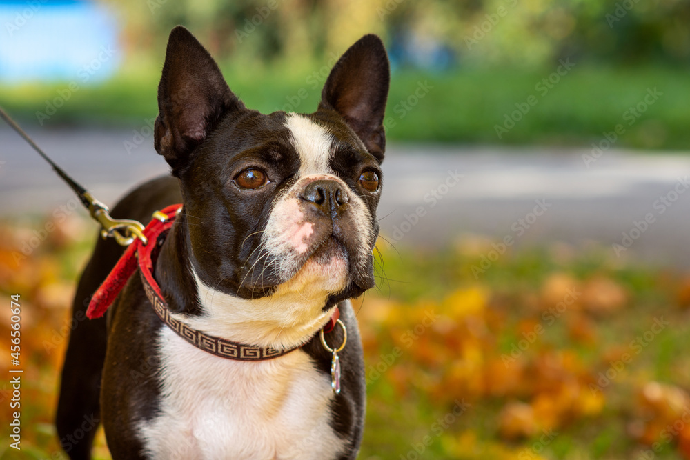 Boston terrier dog outside. Dog in beautiful red and yellow park in autumn