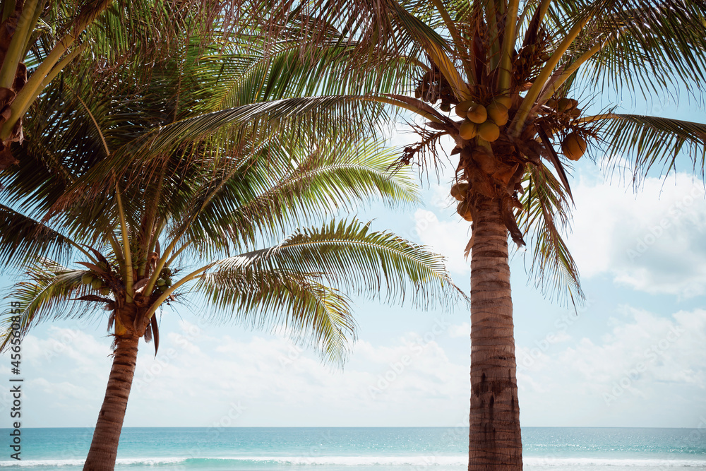 Coconut trees on sun light and clouds background.famous green trees in summer.Orange color and summer concepts. Coconut trees on sun light and clouds background.famous green trees in summer.Orange color and summer concepts.