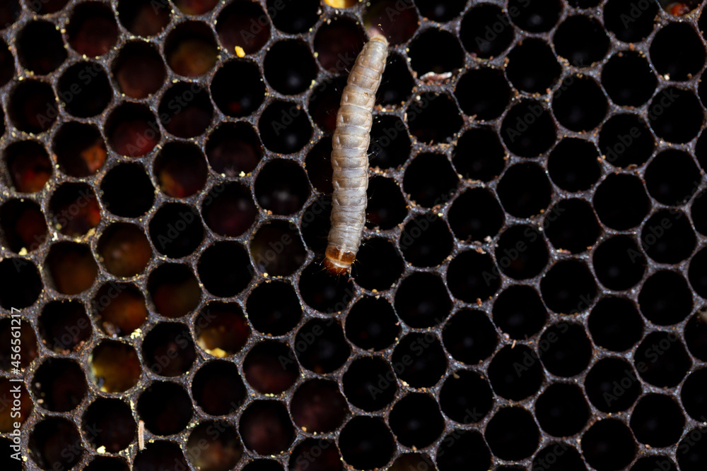 Foto de Galleria mellonella, the greater wax moth or moth, is