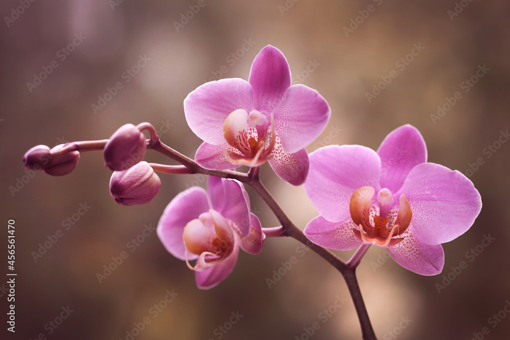 Storczyk -Orchidea - obrazy, fototapety, plakaty 
