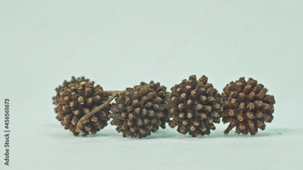 .Kratom seeds dry completely on white background..Kratom seeds must be selected from seeds that ripen on the plant and are completely dry. .It is dark brown to black and lightweight.. .Kratom seeds dry completely on white background..Kratom seeds must be selected from seeds that ripen on the plant and are completely dry. .It is dark brown to black and lightweight..