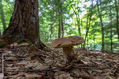 Boletus edulis edible mushroom in the forest. Mushroom called - cep, penny bun, porcino or porcini