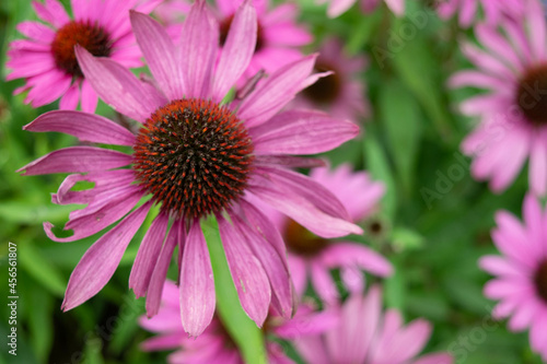 close up of pink echinacea